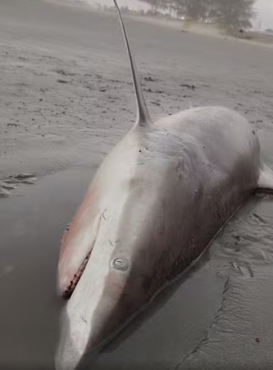 Tubarão de 2 metros é encontrado morto em praia no litoral paulista