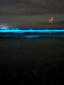 Onda azul encanta na praia de Itamambuca, em Ubatuba, com brilho fluorescente