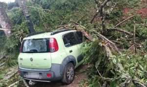 Temporal em Campos do Jordão derruba árvores e danifica carros