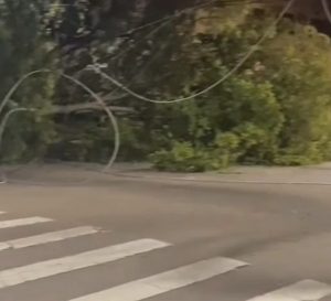 Árvore de grade porte cai e atinge muro de escola no Jardim Satélite