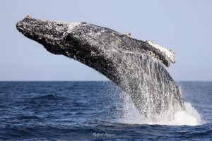 Aberta temporada de avistamento de baleias em Ilhabela!
