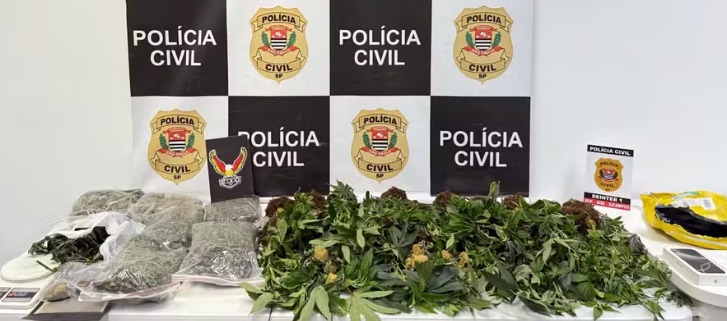 Chácara usada como estufa para plantação de maconha é localizada pela Polícia Civil