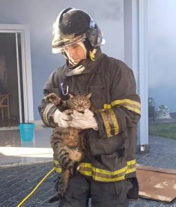 Gatos são resgatados em incêndio que consumiu casa em Caraguá