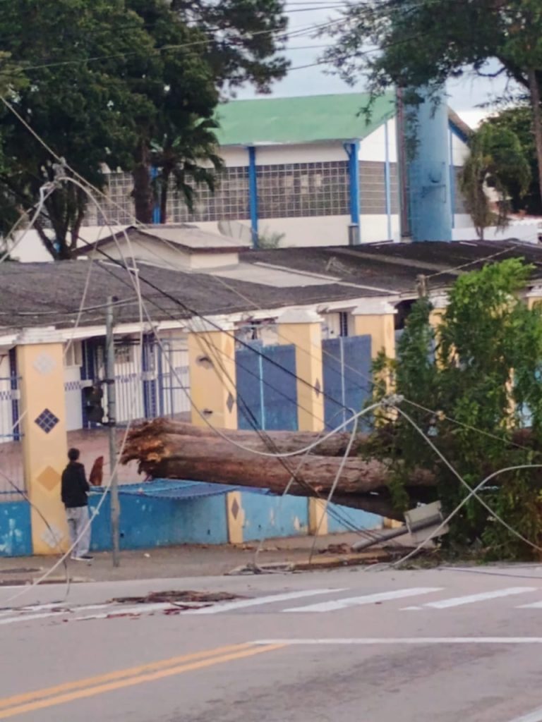 Árvore de grande porte cai e atinge muro de escola no Jardim Satélite