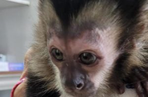 Macaco-prego em condições de maus-tratos é resgatado dentro de bolsa em Jacareí