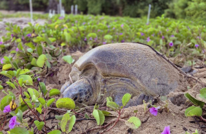 Tartaruga-verde marcada em Ubatuba é reencontrada 24 anos depois em Noronha
