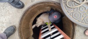 Cachorra cega cai em bueiro em Caraguatatuba e é salva pelo Corpo de Bombeiros