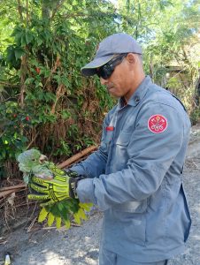 Bombeiros resgatam papagaio preso em árvore por linha de pipa em São Sebastião