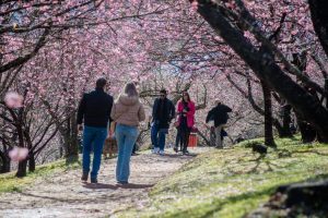 Tradição japonesa inspira Festa da Cerejeira em Campos do Jordão