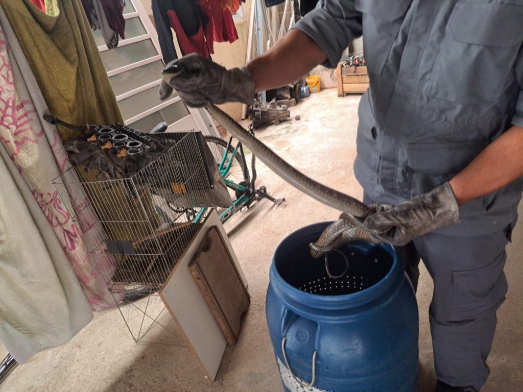 Cobra é capturada pelos Bombeiros em lavanderia de casa em Caraguá