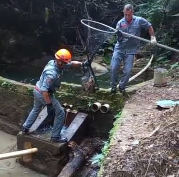 Família de capivaras é resgatada por bombeiros após cair em reservatório em Ubatuba