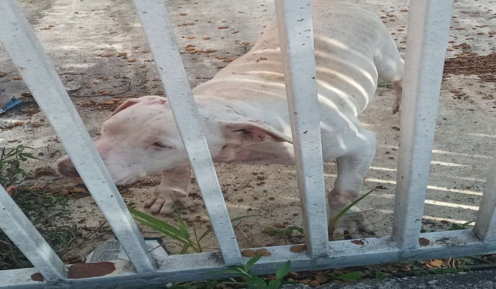Maus-tratos a dois pitbulls rendem multa e resgate em Pindamonhangaba!