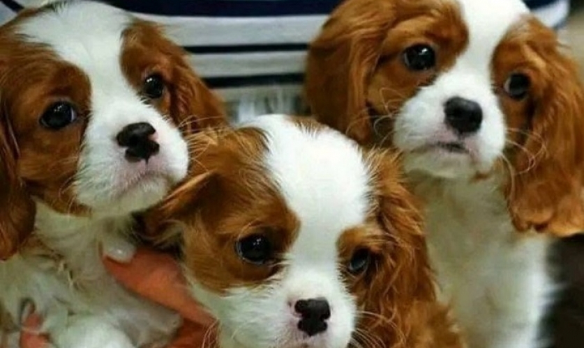 Polícia investiga furto de cães da raça Cavalier King em Caraguatatuba