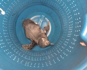 Visita surpresa: pinguim é resgatado pelos bombeiros em Caraguatatuba!