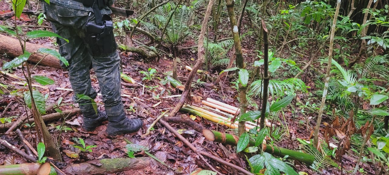 Caçapava: Polícia Ambiental prende homem por extração ilegal de palmito em mata 