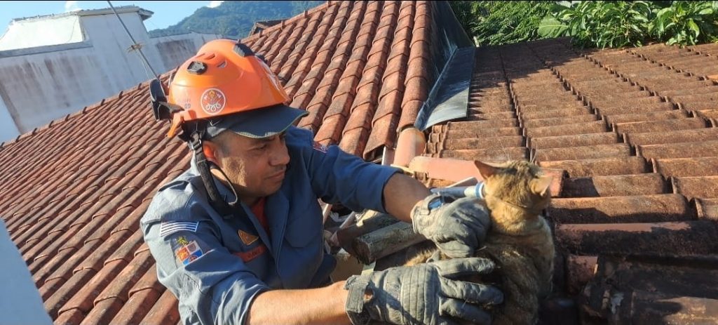 Gato é regatado entre paredes de residência em Caraguatatuba