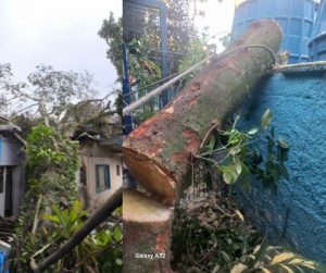 Árvore cai em Ubatuba e danifica residência no bairro Itaguá