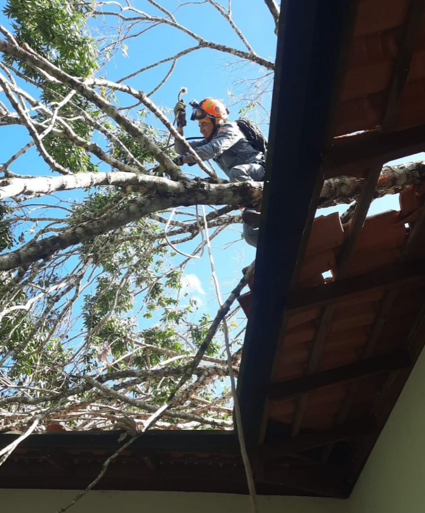 Após ventania, mais uma árvore cai em residência de Ubatuba
