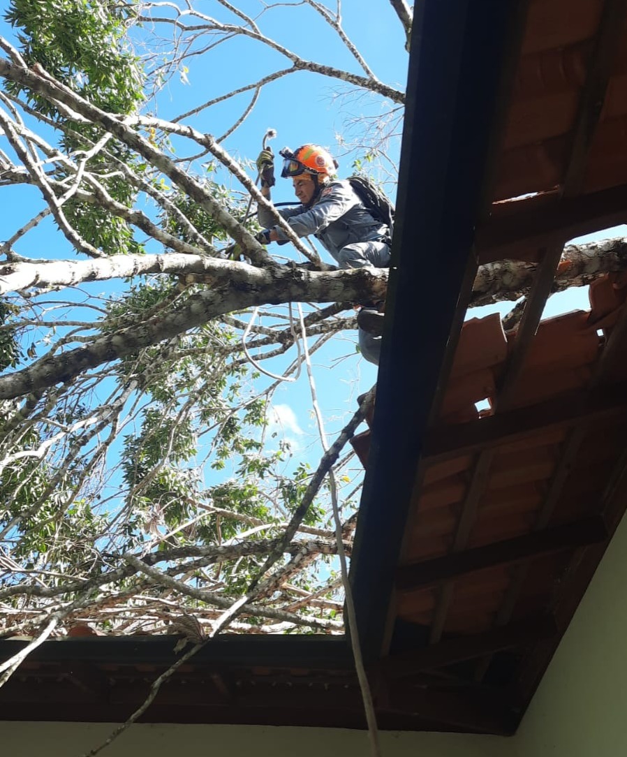 Após ventania, mais uma árvore cai em residência de Ubatuba 