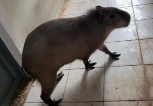 Polícia flagra capivara como animal de estimação e dono é multado em São José dos Campos