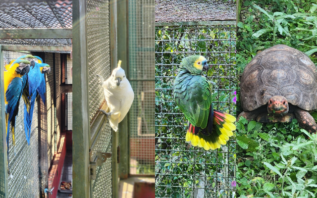 Aves silvestres são apreendidas pela Polícia Ambiental em São Bento do Sapucaí 