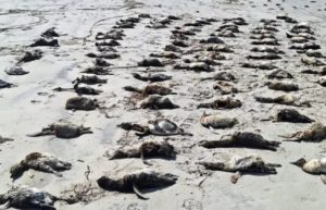 Mais de 700 pinguins são encontrados mortos no litoral de São Paulo