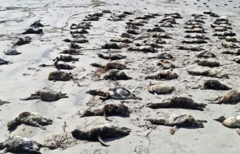 Mais de 700 pinguins são encontrados mortos no litoral de São Paulo