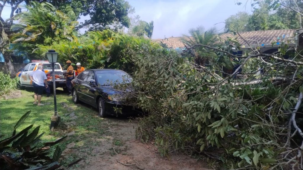 Vendaval de 80 km/h provoca quedas de árvores e paralisa travessia de balsa em São Sebastião