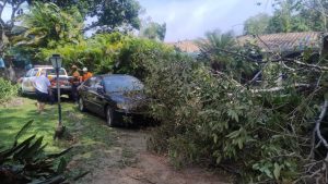 Vendaval de 80 km/h provoca quedas de árvores e paralisa travessia de balsa em São Sebastião