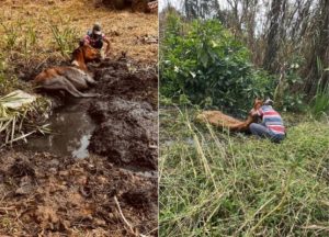Cavalos atolados em terreno são resgatados pelos Bombeiros em São José dos Campos