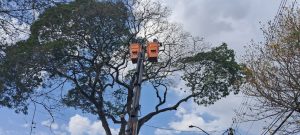 A poda de árvores será realizada no Urbanova, em São José, garantindo mais segurança e saúde das plantas.
