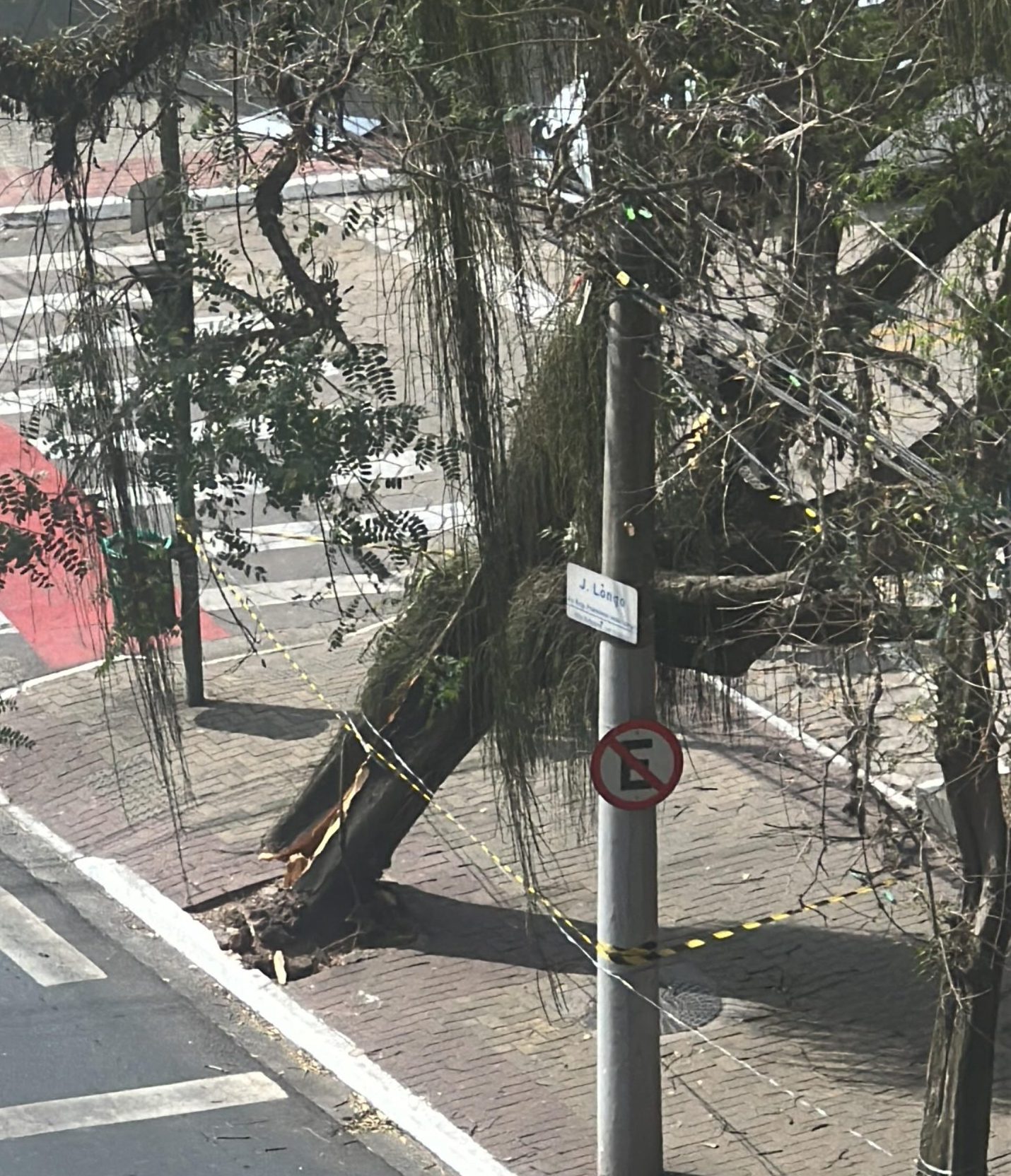 Árvore tomba na avenida José Longo em cima do Procon