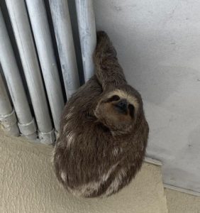 Bicho-preguiça é resgatado em condomínio de Caraguatatuba