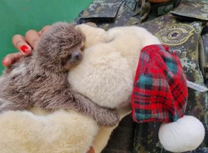 Bicho-preguiça morre atropelado em Caraguá; filhote sobrevive!