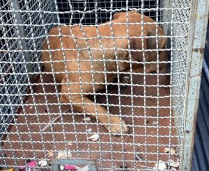 Bombeiros capturam pitbull agressivo em Caraguatatuba!
