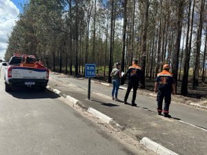 Após incêndio, Defesa Civil de Pinda realiza vistoria preventiva em eucaliptos da SP-62
