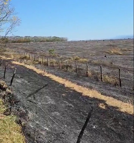 Queimada destrói área de 12 campos de futebol às margens da Estrada Velha