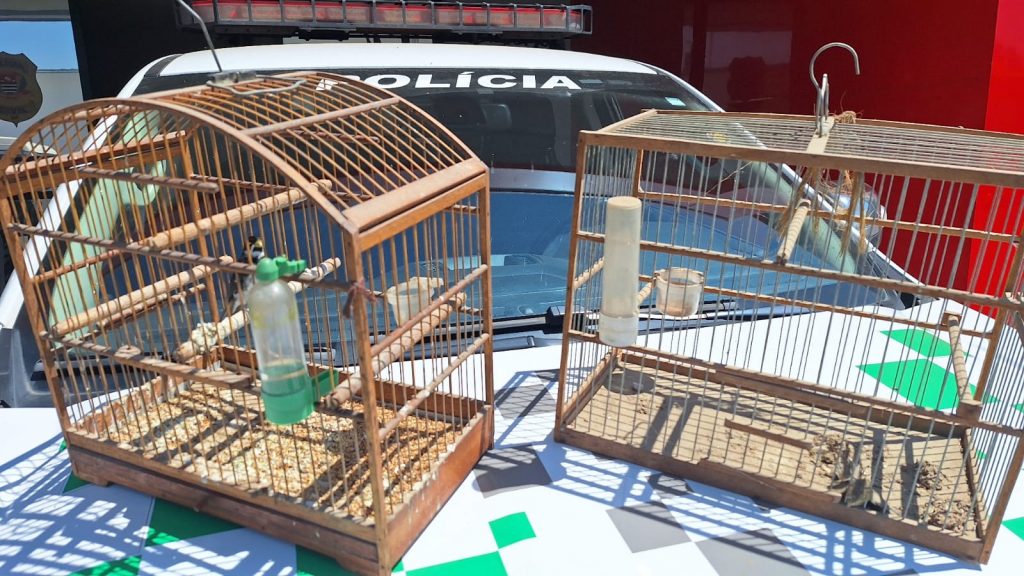 Homem é multado em R$ 9,5 mil por manter aves em condições insalubres em Lorena