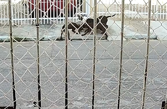 Jardim Ismênia sofre com cães abandonados que mataram dezenas de gatos