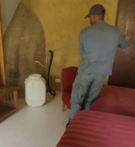 Cobra é resgatada pelos Bombeiros dentro de quatro de pousada em Ilhabela