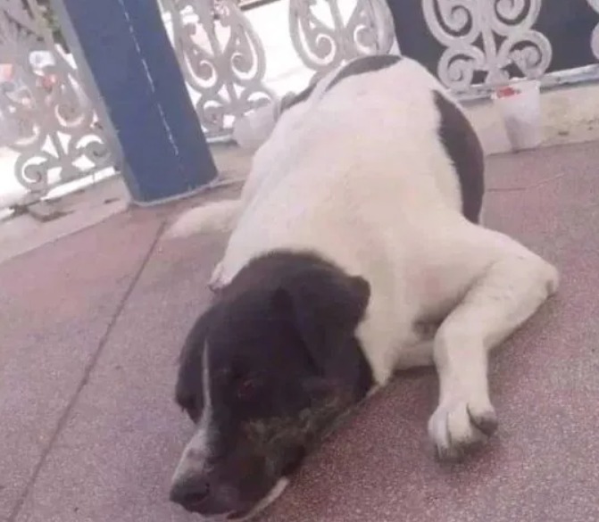 Ex-GCM condenado por maus-tratos após matar cachorro em Caraguá