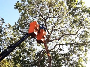 Serviço de poda de árvores chega ao Parque Novo Horizonte em São José dos Campos
