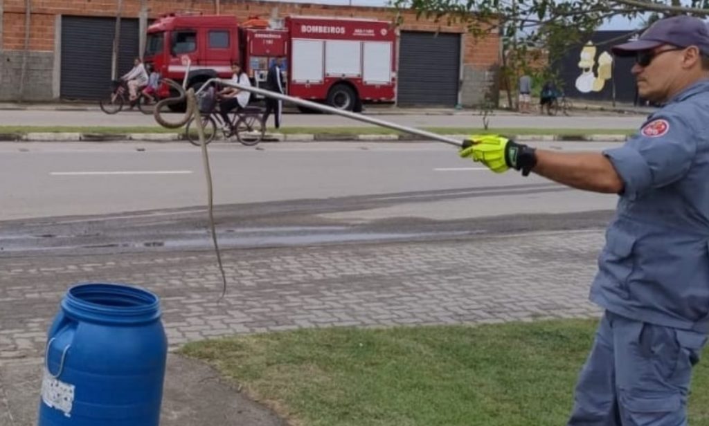 Cobra é capturada em árvore no Perequê-Mirim, em Caraguá
