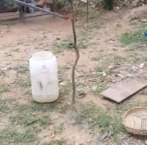 Cobra venenosa é capturada pelos Bombeiros em quintal de casa em Ilhabela