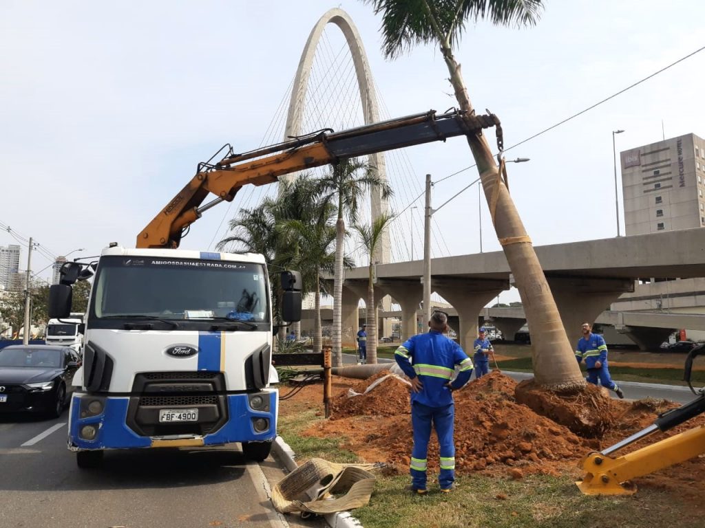 Palmeiras imperiais são replantadas na avenida Jorge Zarur