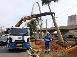 Palmeiras imperiais são replantadas na avenida Jorge Zarur