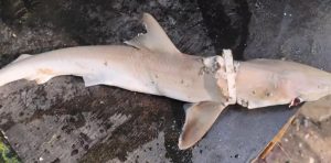 Tubarão morto com argola de plástico em Ubatuba expõe impacto do lixo