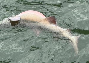 Tubarão debilitado é resgatado no Itaguá em Ubatuba