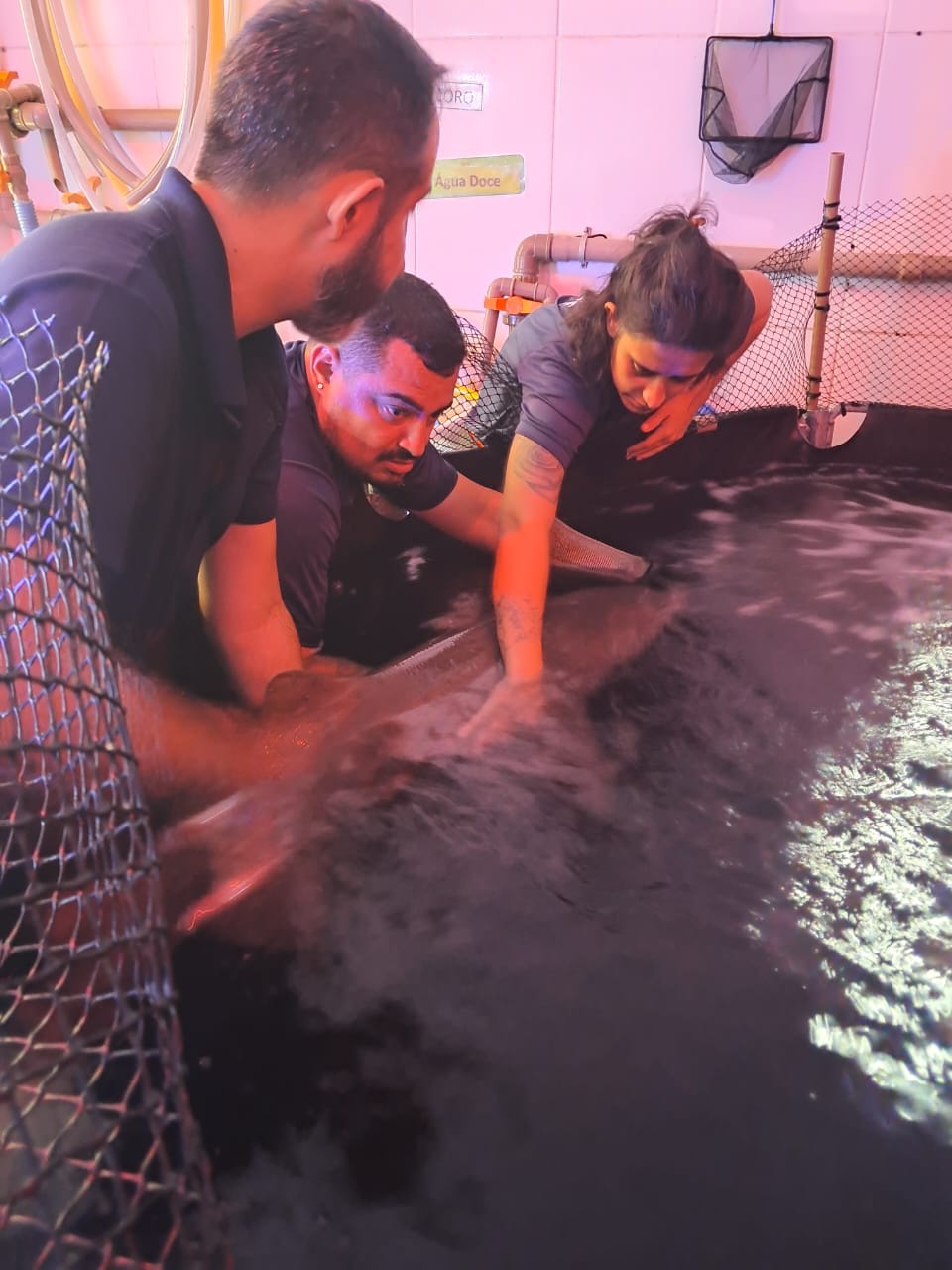 Tubarão debilitado é resgatado próximo ao Cais do Porto, no Itaguá em Ubatuba  