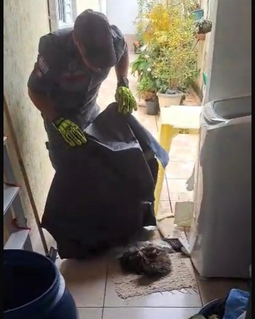Gambá se abriga com filhotes em lavadeira de Caraguatatuba